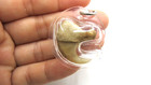 Vtg Amulet Authentic Claw Pendant Protection Charm Lep Seur Tiger Leopard  02