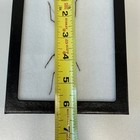 Framed Preserved Stick Insect Taxidermy Shadow Box Made In America 6 25 x5 25 