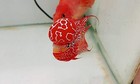 Red Kamfa F2 Flowerhorn Live Fish Big Kok High Quality 4    -overnight Shipping