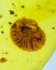 Burmese Fossil Burmite Cretaceous Amber Fungal Plants Fossil Amber Myanmar
