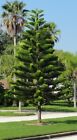 Norfolk Island Pine Seeds   Florida Christmas Tree  30 Seeds  