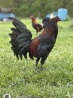 12 showme Black William  Mcrae Fertile Gamefowl Hatching Eggs    rare Opportunity   