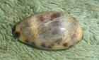 Rfm 86010 Philippines Cypraea Kieneri Hildago 1906 18 8mm F   Philippines - Cebu