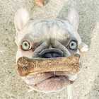 Natural Dog Chews Roast Beef Flavor Treats  Medium  2 Count 