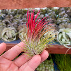 Ionantha Red Air Plant  beautiful Deep Red Color Tillandsia 