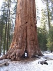 Giant Sequoia Seeds  sequoiadendron Giganteum      50 Seeds