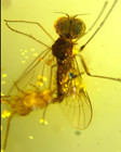 Fossil Burmite Cretaceous Burmese Amber Housefly Insect Amber Fossil Myanmar