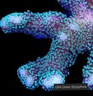 Custom You Choose Frag Pack Coral Sps Acropora Monti free Overnight Shipping