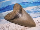 Megalodon Shark Tooth 4 3 8 Sharks Teeth Large Jaw  Fossil Real Sharp Serrated