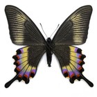 Papilio Maackii Aberration  From Japan  female 