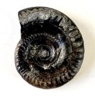 Ammonite Fossil  Hildoceras Bifrons  Whitby  North Yorkshire  England