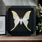 Real Luna Moth Open Wings Shadow Box 7 5  Taxidermy Framed Insect Specimen Art