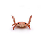 Desk Desktop Crab Pen Holder Weightlifting Crabs Red New