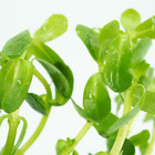 Buy2get1free Bacopa Monnieri Potted Live Aquarium Plant Freshwater For Fish Tank