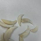 Lot Of 10 Assorted Coyote Fangs Teeth Goth Odd Craft Real Taxidermy Cleaned 0383