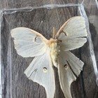 Real Luna Moth Open Wings Taxidermy Framed Insect Specimen Art