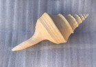 Seashell Syrinx Aruanus Australian Trumpet Sea Shell 14 5  Inches Approximately