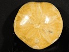 Big  Polished 150 Million Year Old  Sand Dollar Fossil Madagascar 194gr