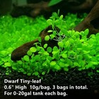 Fresh Water Live Plant See Ds For Aquarium And Fish Tank  Aquatic Plant Decor 