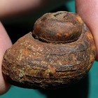 Gastropod Fossil  Pleurotomaria Kayseri  Devonian Bolivia  Snail Shell Mollusk