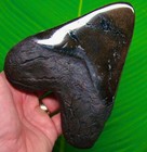 6 04    Megalodon Tooth Real Fossil - South Carolina  Usa - Sharks Teeth
