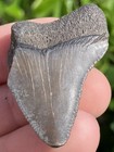 Natural Beautiful 1 52    Megalodon Tooth Fossil Shark Teeth