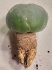 Rare Cactus Lw Loph W  Roots North Variant Button Cactus Wil   Seed Grown Flower