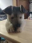 Adorable German Shepherd Puppy Dog Avanti Applause Plush 1985 Baby Animals