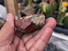 3 5 Oz Mexican Imperial Jasper Rough For Lapidary Or Display