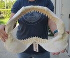15  Bull Shark Jaw  Shark Teeth  Sharks  52225
