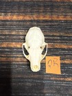 Real Xl Pine Marten Skull Unique Gift Craft Animal Mount Art Model Head Voodoo