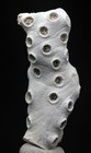 Coral Fossil Specimen Fossilized Natural Ocean Sea Life Sample Maryland Usa