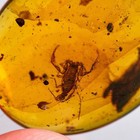 Scorpion In Burmese   Burmite Amber Fossil   100  Genuine 