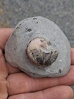 Aturia Angustata Irridescent Cephalopod Nautiloid Fossil Washington State Rare
