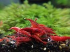 20 2  Fire Red Cherry - Freshwater Neocaridina Aquarium Shrimp  Live Guarantee