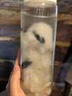 Small Rabbit Bunny  wet Specimen  Oddities Curiosities  jar Included  