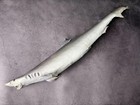 Shark Taxidermy Rhizoprionodon Acutus