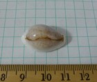 Cypraea Boivini   f    24 6mm  Philippines