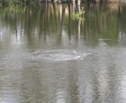 New 1 2hp Lake   Pond Aeration Kit W  100  Polytube  2 X 48  Diffusers 16  Dia 