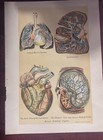 Antique Medical Anatomy Bookplate Prints Lot Of 4 Early 1916s Medical Ephemera
