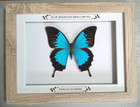 Real Framed Blue Mountain Swallowtail In Wooden Frame  taxidermy entomology New