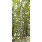 Guide Gear 20  Wide Maxi Tree Stand Ladder