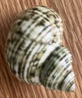 3 Pcs Green And Pearlized Turbo Shell Hermit Crab 2 - 3   