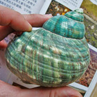 Wixine 1pcs 10cm Green Turbo Natural Rare Real Sea Shell Conch Stunning Healing