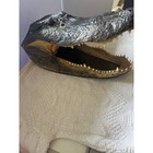 Xxl Monster Trophy  Taxidermy American Alligator Gatorhead 16 5 Inches