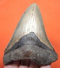 Megalodon Shark Tooth - Real Fossil - 3 52 - Shark Teeth - No Restorations 