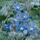 Borage Seeds  Starflower  Tailwort  Non-gmo  Variety Of Sizes  Free Shipping