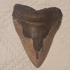 Large Fossilized Megalodon Shark Tooth Brown Serrated Edges Prehistoric Fossil