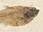 Fish Fossil With A Plant Branch Fossil Green River Formation Wyoming 306gr