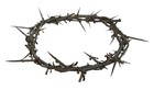 Authentic Biblical Lifesize 8  Crown Of Thorns From Jerusalem W  Certificate